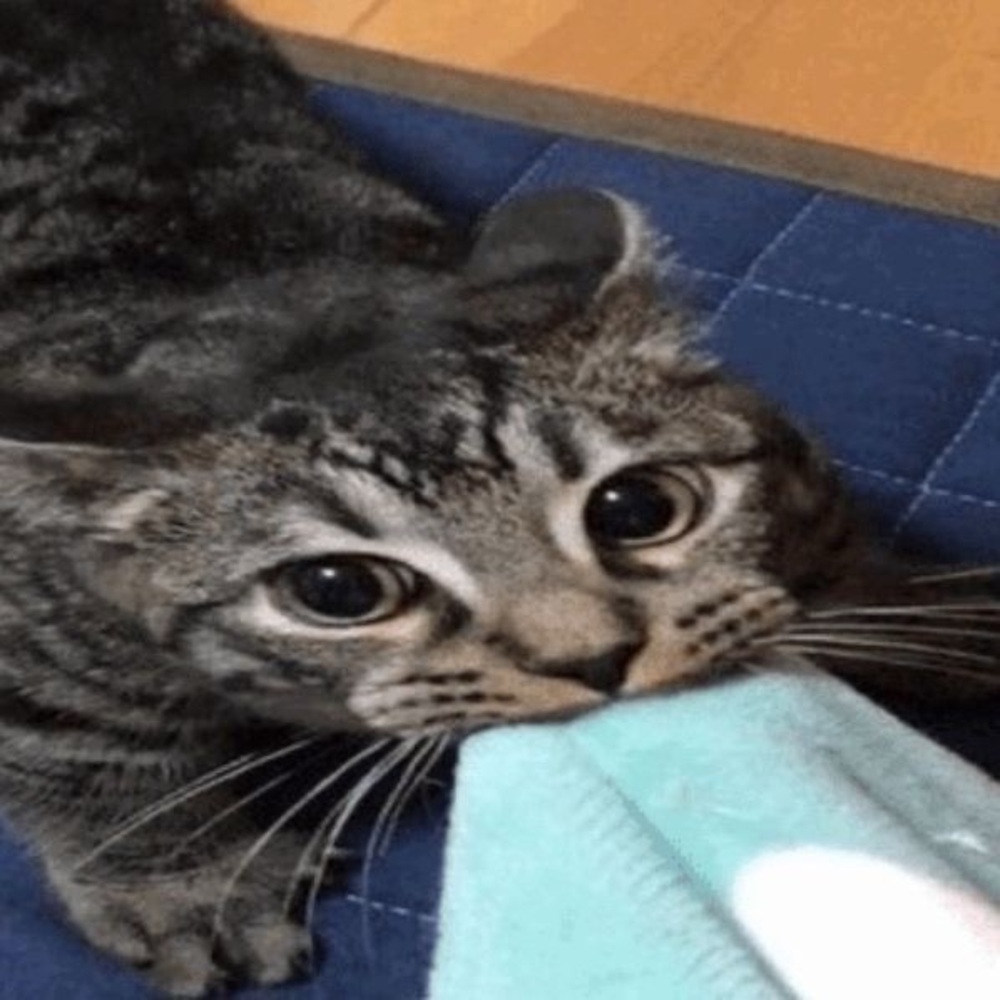 ;